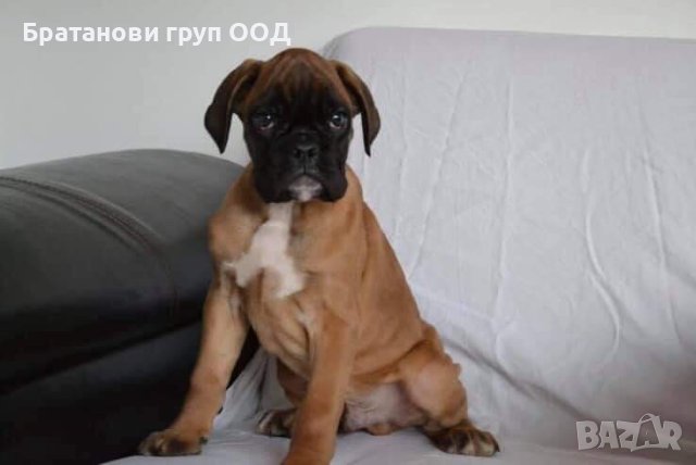 Боксер/ Немски боксер с родословие