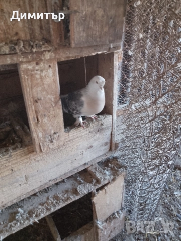 Гълъби шуменски и декорация. , снимка 2 - Гълъби - 52318134