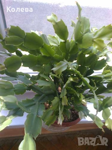 Две коледничета, снимка 8 - Стайни растения - 52273696