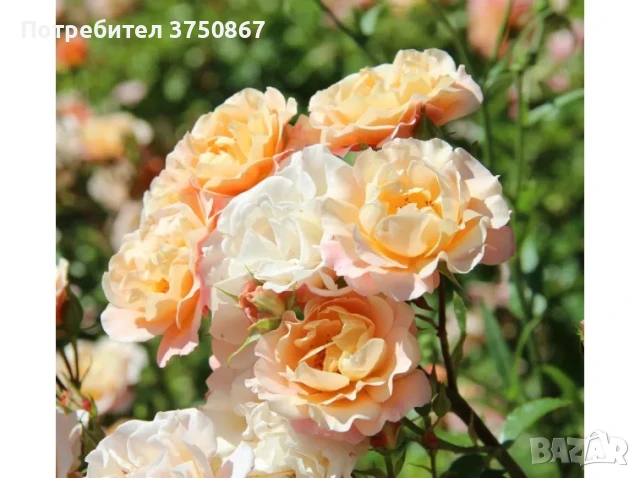 РОЗА 🌹Cubana ® Rose, снимка 2 - Градински цветя и растения - 51135625