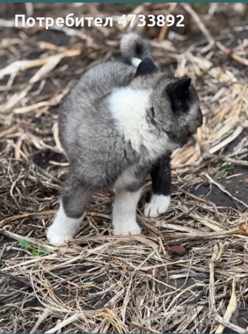 Американска Акита – 2 месеца