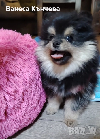 момиченце , снимка 2 - Померан - 52960146
