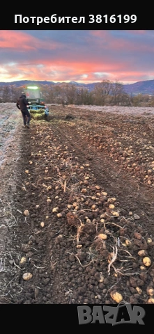 Картофи Сорая , снимка 2 - Сортови семена и луковици - 53781189