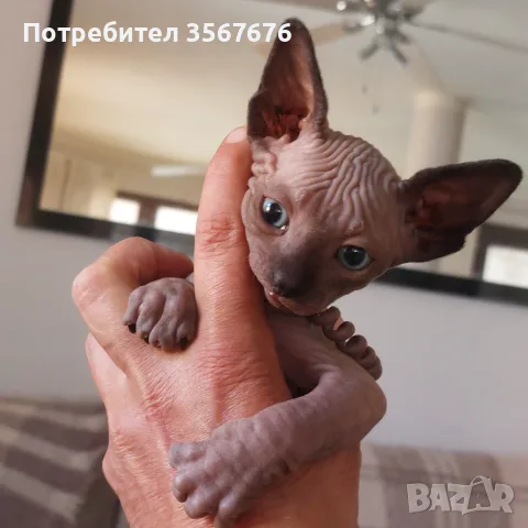 Чистокръвно коте сфинкс