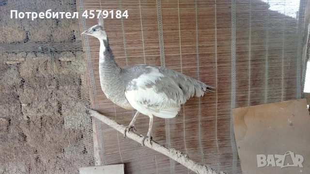 пауни Арлекин Опал , снимка 5 - други­ - 53034760