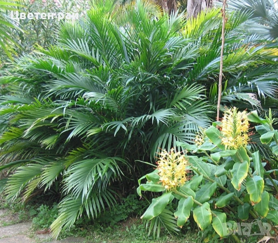 Палма Хамедорея елегантс в саксия ф13 