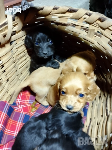 Малки кокер шпаньоли