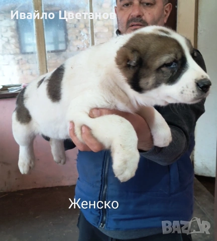 Алабай, снимка 2 - Алабай - 53230055