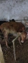 Продавам 5 бр женски телета , снимка 6
