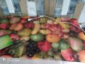 Сушилня за горски плодове и зеленчуци "Самобранка", снимка 1 - Други - 44391571