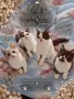 Британски котки , снимка 5