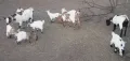 продавам мини козички, снимка 4
