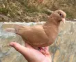Поморийски Ролер и Мардини, снимка 1