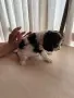 Кавалер Чарлз Кинг Шпаньол, снимка 4