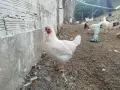 Сини яйца от бял Легбар , снимка 13