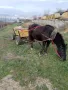 Продавам кон с каруца, снимка 3