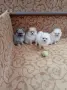 3 момичета и 1 момче , снимка 3