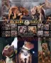 American Bully XL, снимка 15