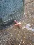 Стар Градински умивалник, снимка 5
