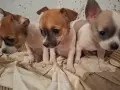 Кученца чихуахуа , снимка 1