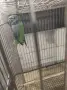 Продавам китайски Александри, снимка 4
