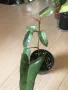 Philodendron Atabapoense , снимка 5