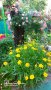 Продавам семена и разсад Кореопсис, снимка 1 - Градински цветя и растения - 41358836