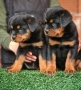 Ротвайлери , снимка 8