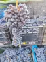 Грозде сорт Мерло, снимка 6