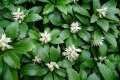 Pachysandra terminalis - Пахисандра