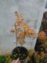  АЦЕР - ЯПОНСКИ КЛЕН , ОРАНЖЕВ- ACER PALMATUM ‘ORANGE DREAM’, снимка 4