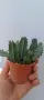 Huernia zebrina, снимка 2