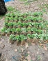 предлагаме разсад ягоди и малини , снимка 2