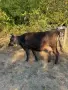 Продавам 2 крави, снимка 4