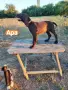 Немски курцхаар , снимка 7