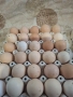 домашни яйца , снимка 1