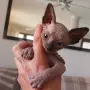 Чистокръвно коте сфинкс, снимка 1