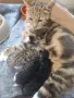 Подаряват се три спасени малки котенца, снимка 1