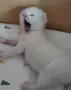 бели котенца, мъжко, женско, снимка 1