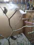 Продавам амадини , снимка 11