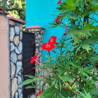 Ипомея - Кипърска Лоза (Кардинал), снимка 1 - Стайни растения - 42231597