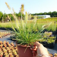 Пенисетум Малкото зайче, Pennisetum alopecuroides Little Bunny , снимка 7 - Градински цветя и растения - 42225243