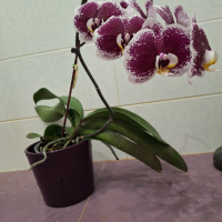Орхидея, снимка 2 - Стайни растения - 44655438