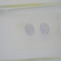 К-т стари микроскопски образци, снимка 10 - Медицинска апаратура - 41860606