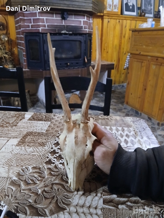 Продавам ловен трофей глава с рога , снимка 1