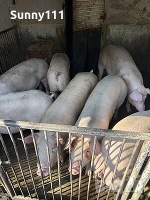 Домашни прасета 6,50лв/кг, снимка 1