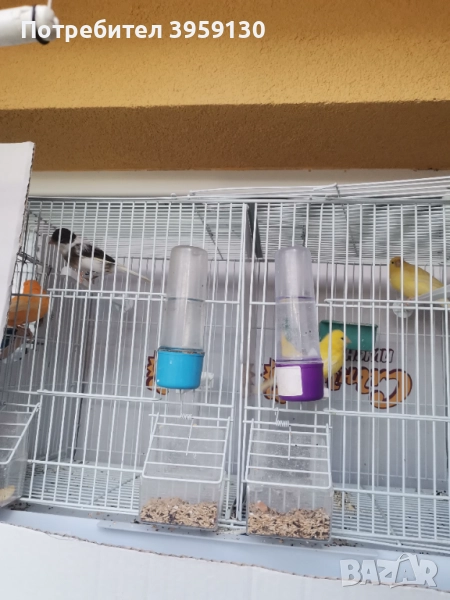 Канарчета , снимка 1