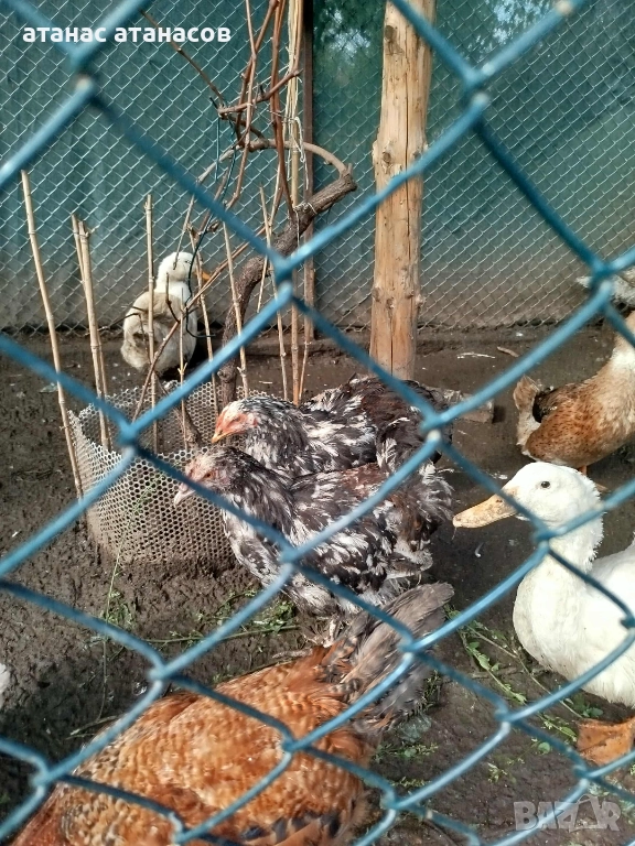 3 чифта от кокошки Брама, снимка 1