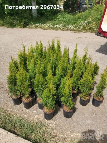 Туя смарагд 40 45 см , снимка 1