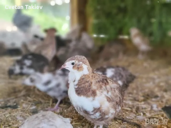 Пъдпъдъци женски и мъжки, млади и пронасящи , снимка 1